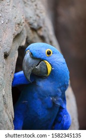 The hyacinth macaw (Anodorhynchus hyacinthinus) or hyacinthine macaw peeks out of its nesting cavity. Big blue macaw, portrait at the nest.