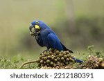 Hyacinth Macaw (Anodorhynchus hyacinthinus); Pantanal, Mato Grosso, Brazil