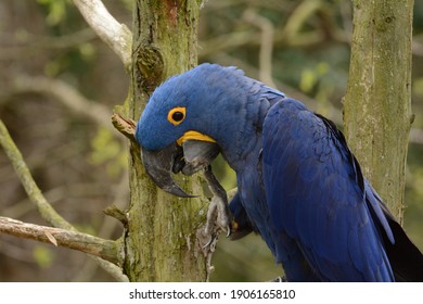 Hyacinth Macaw. Anodorhynchus hyacinthinus. Scotland Neck, NC. 3 April 2015