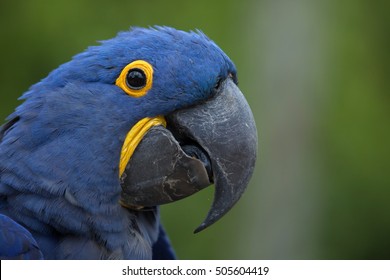 Hyacinth macaw (Anodorhynchus hyacinthinus). Wildlife animal. 
