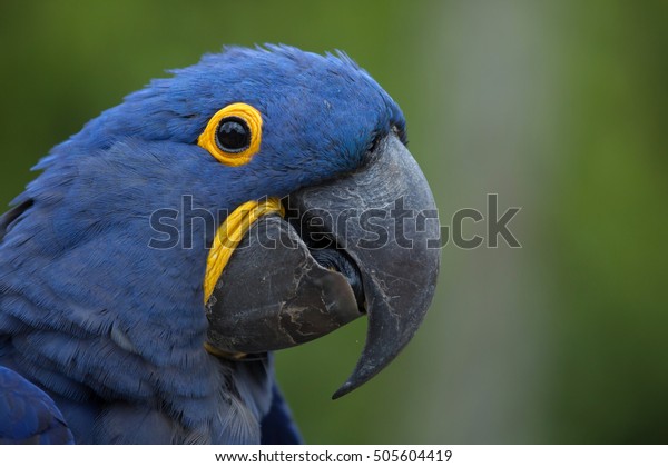Hyacinth macaw (Anodorhynchus hyacinthinus). Wildlife\
animal. 