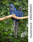 Hyacinth macaw couple perched on branch