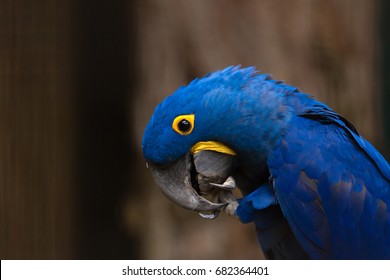 Hyacinth Macaw Eating