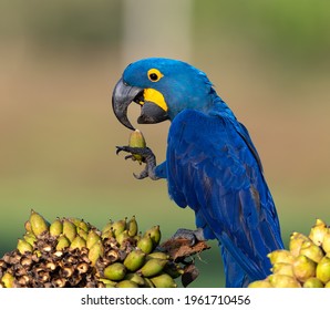 Hyacinth macaw eating with his foot - close up