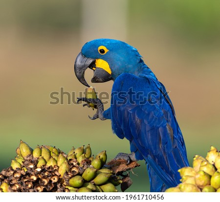 Hyacinth macaw eating with his foot - close up