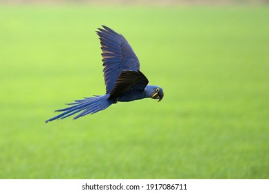  Hyacinth Macaw flying on green background
