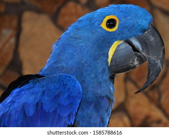 Bright Blue Hyacinth Macaw Stock Photo (Edit Now) 752619517