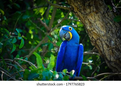 
Hyacinth Macaw One Step Away From Extinction