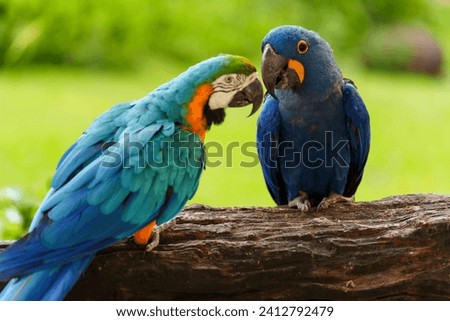 hyacinth macaw parrot (anodorhynchus hyacinthinus) with blue-and-yellow macaw (Ara ararauna)