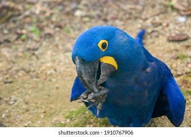 The hyacinth macaw is a parrot native to central and eastern South America. It is the largest macaw and the largest flying parrot species.  The tail is long and pointed.Its feathers are entirely blue.