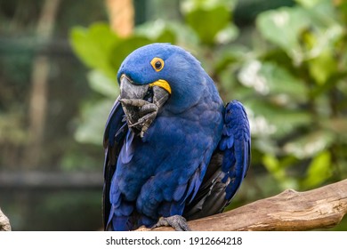 The hyacinth macaw is a parrot native to central and eastern South America. It is the largest macaw and the largest flying parrot species.  The tail is long and pointed.Its feathers are entirely blue.