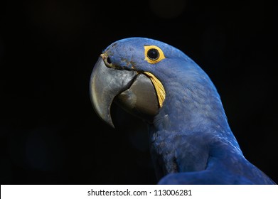Hyacinth Macaw portrait