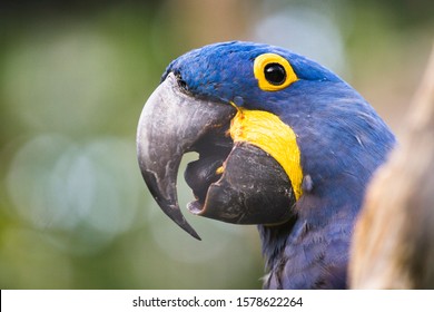 Hyacinth macaw, portrait of a blue and yellow parrot, smiling bird