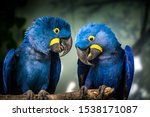 Hyacinth Macaw portrait in nature