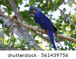 Hyacinth macaw sitting on a branch, Pantanal, Brazil