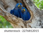 Hyacinth Macaws (Anodorhynchus hyacinthinus) and their nest in a tree