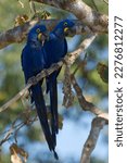 Hyacinth Macaws perched on a tree branch