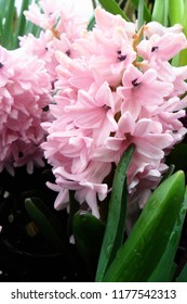 Hyacinth Pink Lady Derby Bulb Spring Flower