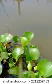 Hyacinth Plant Floating On The Water