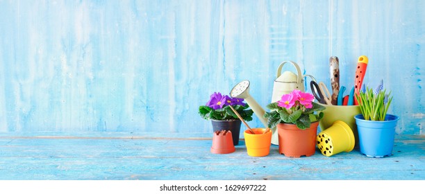 hyacinth and primula flowers, gardening equipment on wooden table. Gardening in the Springtime, panorama format with good copy space