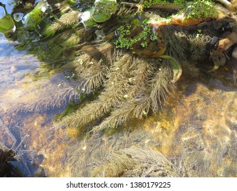 Hyacinth Root In The Water.