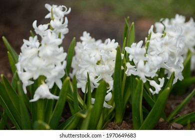 Hyacinth variety White Pearl blooms in a garden. Close up.