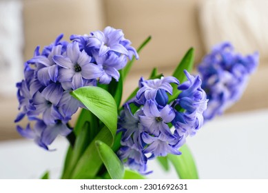 hyacinths, flowers. Vase with beautiful hyacinth flowers on table in living room. Modern house, vase with hyacinth flowers on white table in living room