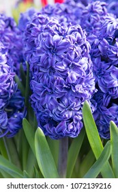 Hyacinthus Orientalis Royal Navy