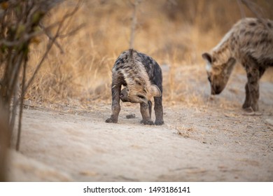 Hyaena Cubs Of Different Ages Outside A Den