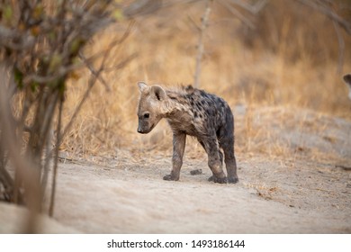 Hyaena Cubs Of Different Ages Outside A Den