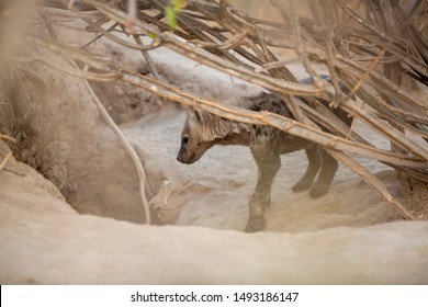 Hyaena Cubs Of Different Ages Outside A Den