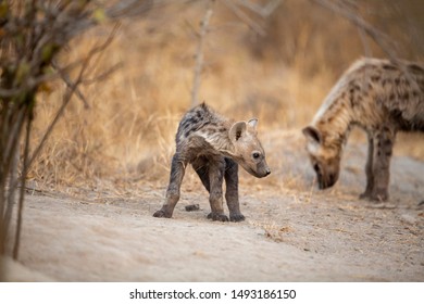 Hyaena Cubs Of Different Ages Outside A Den