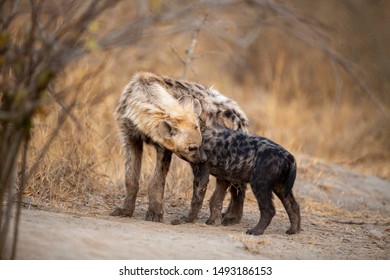 Hyaena Cubs Of Different Ages Outside A Den