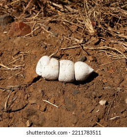 Hyaena Poop Lying In Red Sand