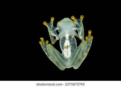 Hyalinobatrachium valerioi, sometimes known as the La Palma glass frog, is a species of frog in the family Centrolenidae. It is found in central Costa Rica and south to Panama - Powered by Shutterstock