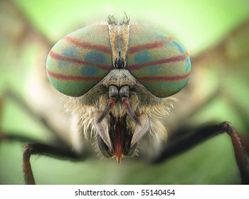 Hybomitra horse fly head closeup