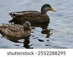 Hybrid American Black Duck × Mallard (Anas rubripes × platyrhynchos) and Mallard (Anas platyrhynchos) swimming along Kempenfelt Bay during Winter