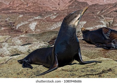 Hybrid Animal Sea Lion Dolphin Dna Stock Photo 1080948686 | Shutterstock