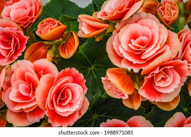 12,927 imágenes de Red begonia bloom - Imágenes, fotos y vectores de stock  | Shutterstock