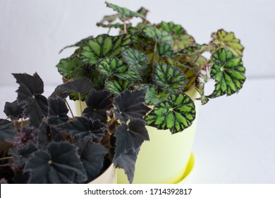 Begonia Tiger High Res Stock Images Shutterstock