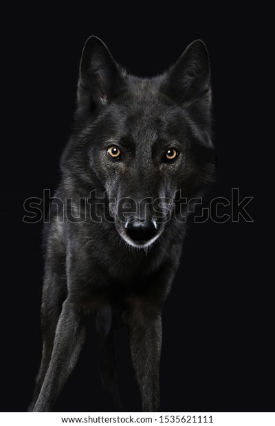 what is a black wolf hybrid