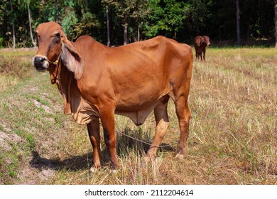 A Hybrid Brown Cow Is Standing In The Sun In The Barren Pastures Of Late Winter In Thailand.