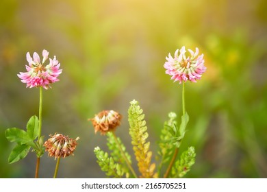 Hybrid clover, or pink clover, or Swedish clover (Trifolium hybridum) - a herbaceous plant; species of the genus Clover of the subfamily Moth family Legumes.