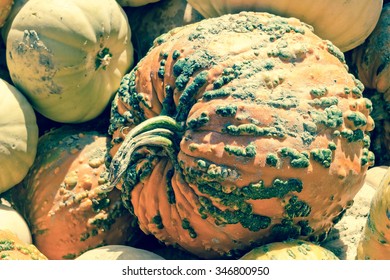 Hybrid Cucurbita pepo knucklehead pumpkin display at local farmers market