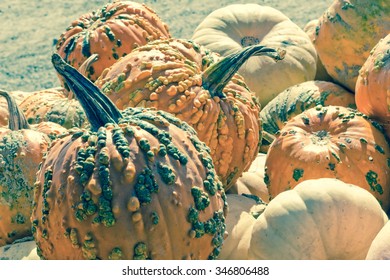 Hybrid Cucurbita pepo knucklehead pumpkin display at local farmers market