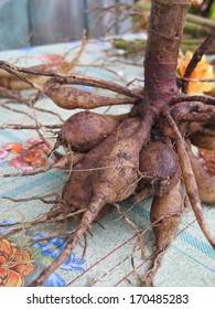 Hybrid Dahlia Bulbs Drying In The Autumn Garden