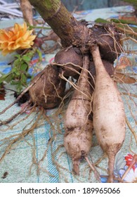 Hybrid Dahlia Bulbs Drying In The Autumn Garden