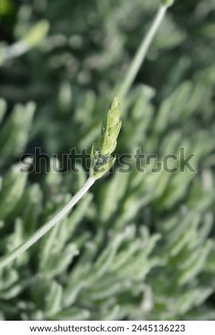 Hybrid lavender flower bud - Latin name - Lavandula ginginsii Goodwin Creek
