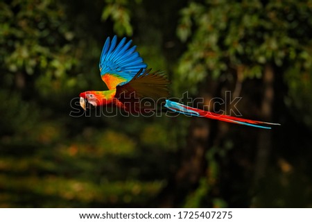 Hybrid parrot Ara macao x Ara ambigua form, in tropical forest, Costa Rica. Red hybrid parrot in forest. Rare Macaw parrot flying in dark green vegetation. Wildlife scene tropical nature. Bird fly.