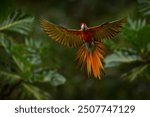 Hybrid parrot in the jungle forest. Rare form Ara macao x Ara ambigua, scarlet and green macaw form, Costa Rica. Wildlife scene from tropical nature. Bird in fly, jungle. 